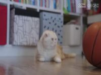 CBA��������8�� ��������VS�������ɲ��� 20231110�����ݺ���������